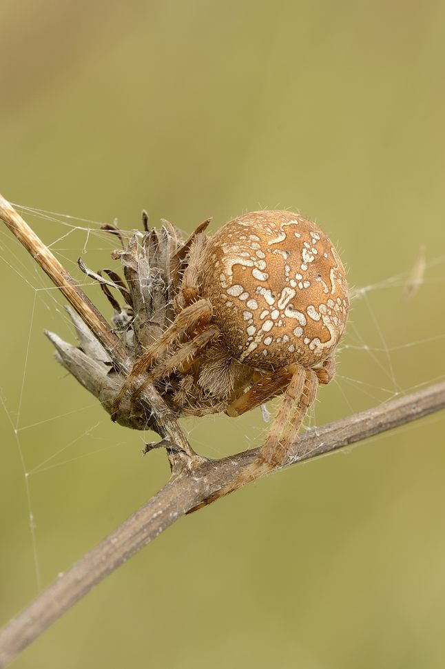 Araneus diadematus - Montale (PT)